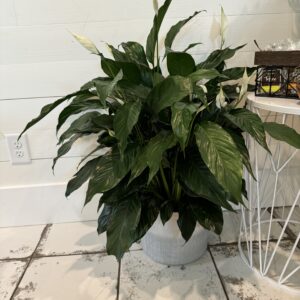 Peace Lily