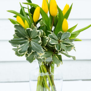 Spring Tulips